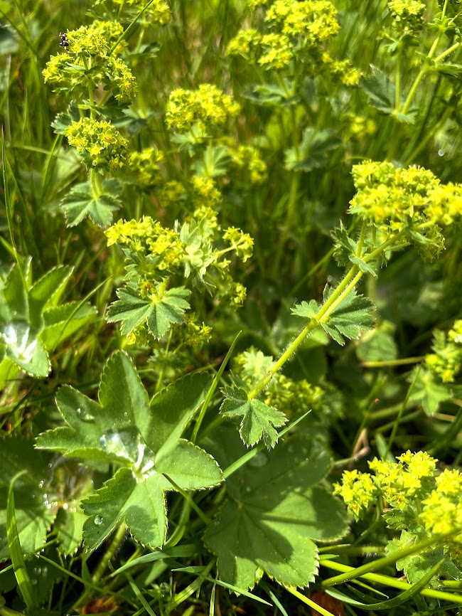 Kontryhel Je Bylinou Pro eny I Pro Mu e